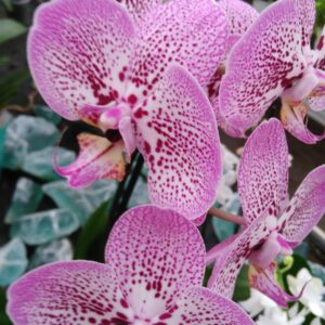 Il mondo delle orchidee