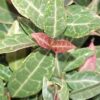 Trachelospermum asiaticum ‘Tricolor’, pianta da esterno
