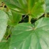 Begonia cyathophora Poeppig & Endlicher, pianta da interno