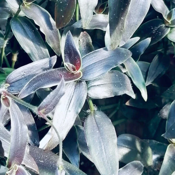 Gibasis Josè Puig, foto 2