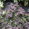 Trifolium repens Dark Debbie, pianta da esterno