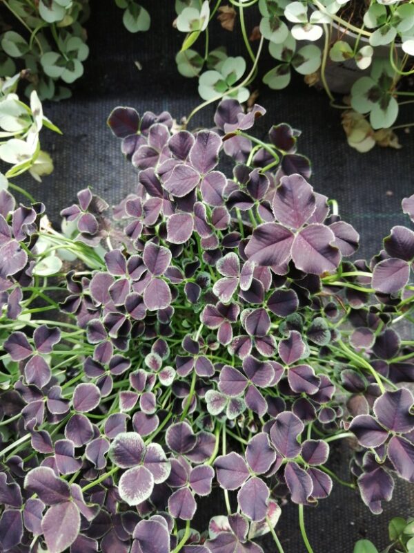 Trifolium repens Dark Debbie, pianta da esterno