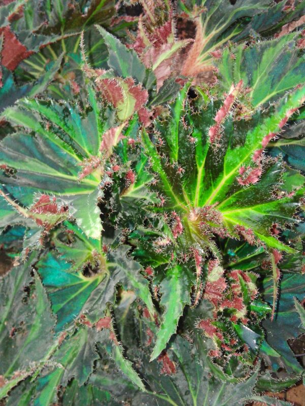 Begonia Break Dance, foto 4