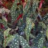 Begonia maculata 'Forellen', pianta da interno