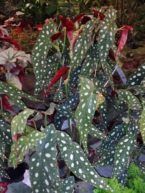 Begonia maculata 'Forellen', pianta da interno