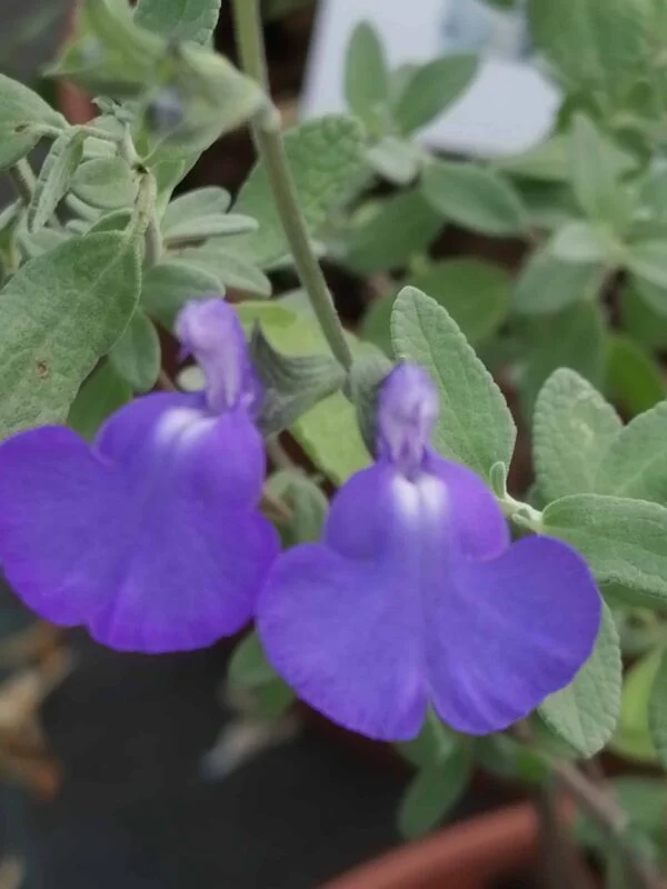Salvia chamaedryoides var.isocroma Silver leaves, pianta da esterno