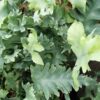 Phlebodium aureum Davana, pianta da interno