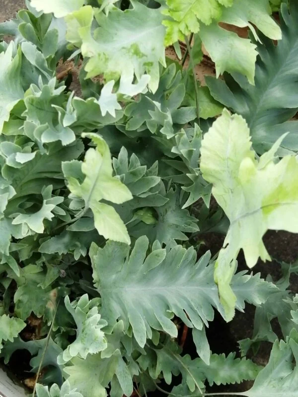 Phlebodium aureum Davana, pianta da interno