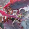Begonia Royal Velour, pianta da interno