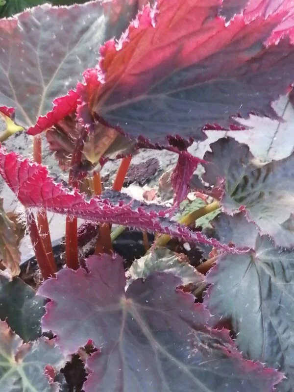 Begonia Royal Velour, pianta da interno