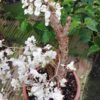 Begonia crassicaulis, pianta da interno