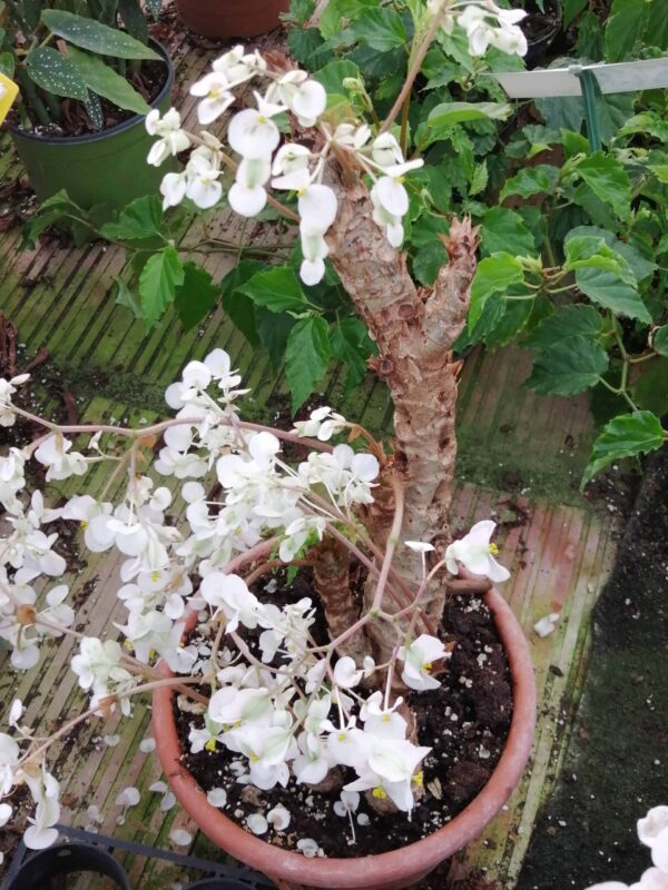 Begonia crassicaulis, pianta da interno