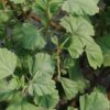 Pelargonium extipulatum, pianta da esterno