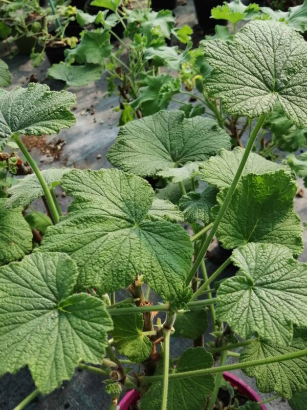 Pelargonium papilionaceum, foto 2