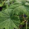 Pelargonium papilionaceum, pianta da esterno