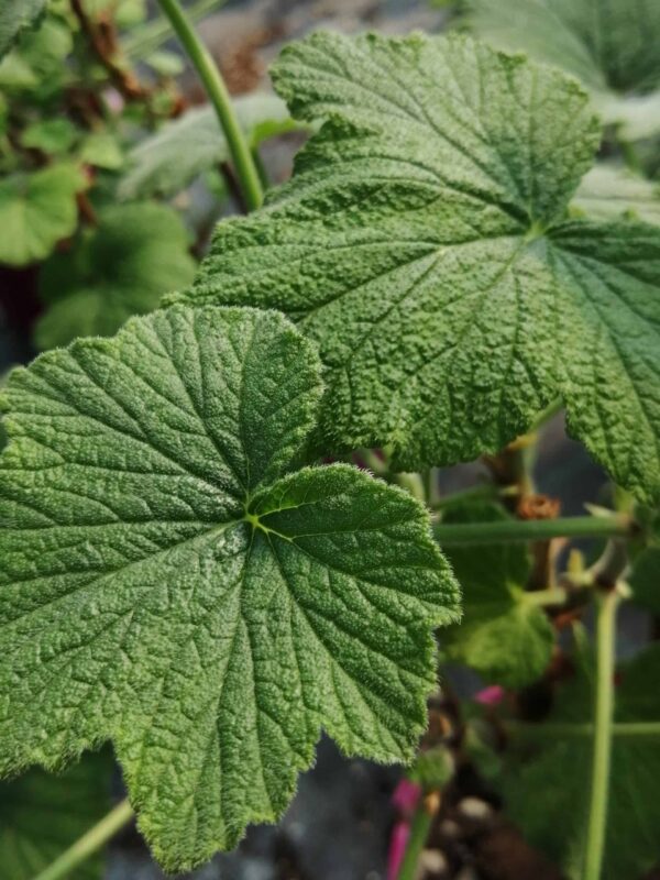 Pelargonium papilionaceum, pianta da esterno