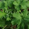 Pelargonium Aurore Unique, pianta da esterno