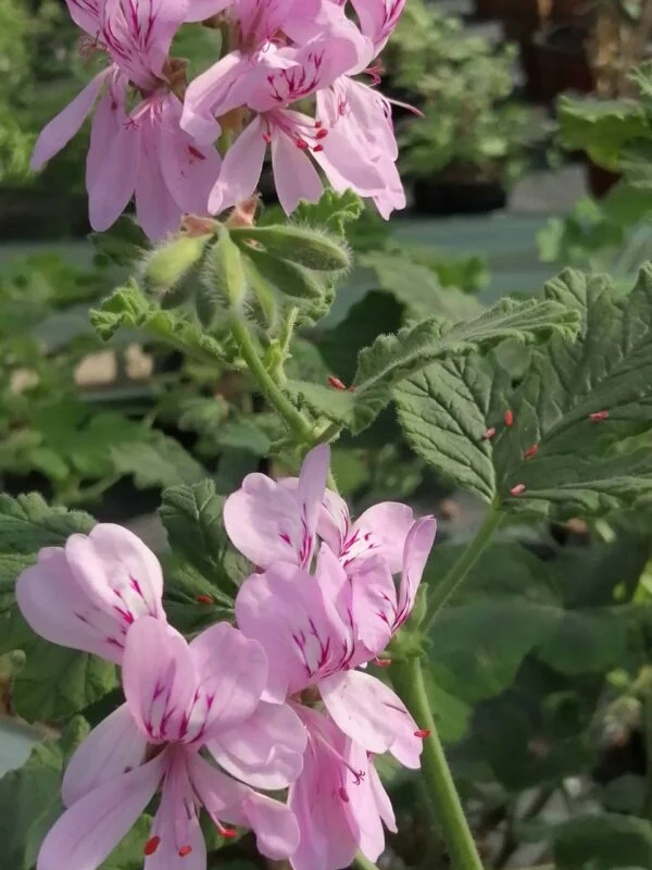 Pelargonium panduriforme, pianta da esterno