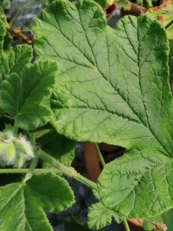 Pelargonium panduriforme, foto 2