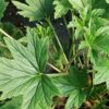 Pelargonium Grace Thomas, pianta da esterno