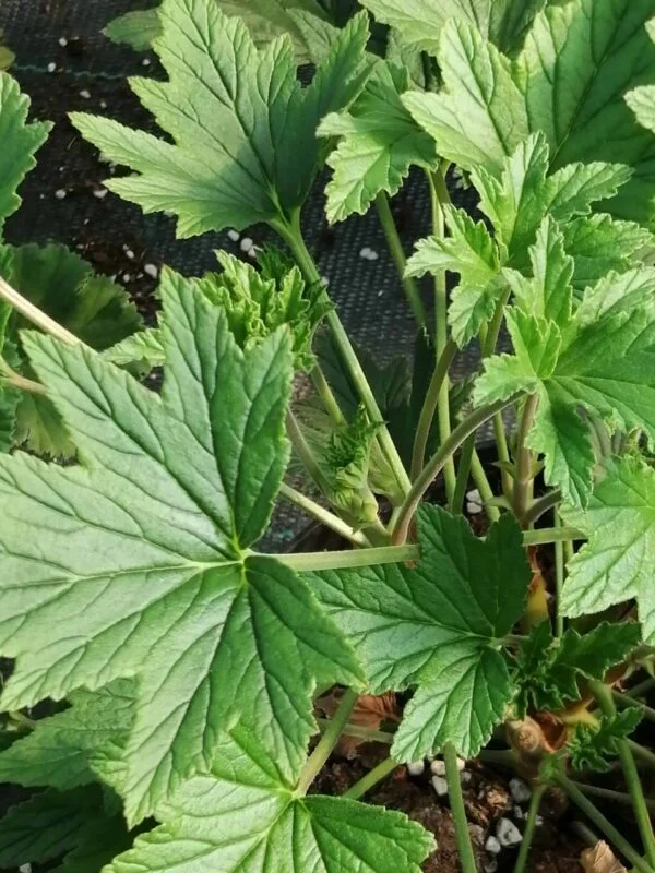Pelargonium Grace Thomas, pianta da esterno