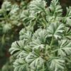 Pelargonium abrotanifolium 2° forma, pianta da esterno