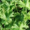 Pelargonium Prince of Orange, pianta da esterno
