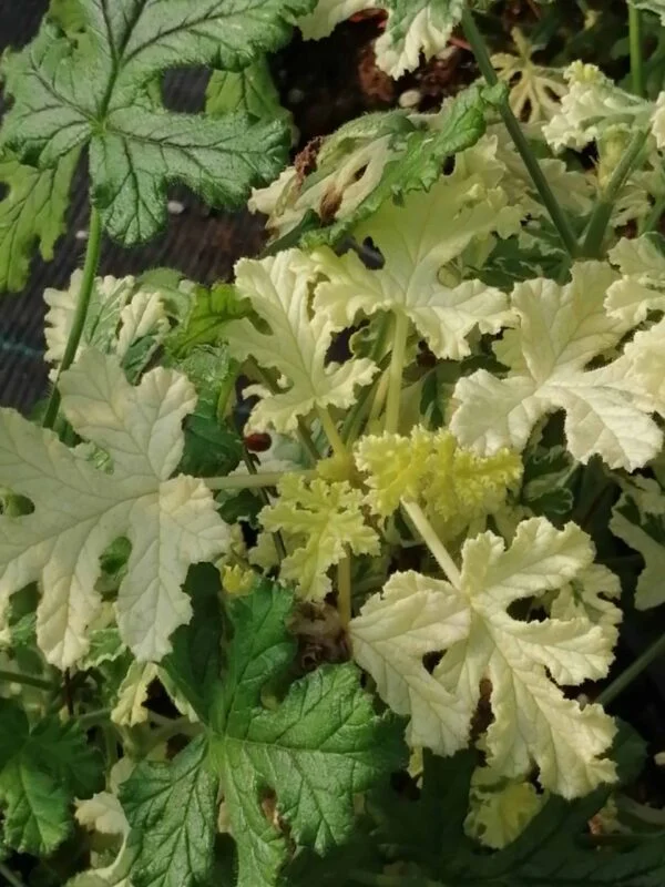 Pelargonium quercifolium Variegato, foto 4