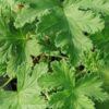 Pelargonium Sweet Mimosa, pianta da esterno