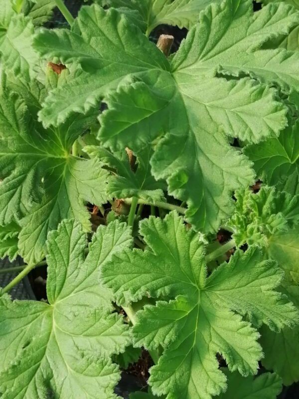 Pelargonium Sweet Mimosa, pianta da esterno