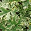 Pelargonium Grey Lady Plymouth, pianta da esterno