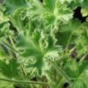 Pelargonium Pink Capitatum, pianta da esterno