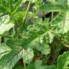 Pelargonium quercifolium, pianta da esterno