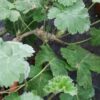 Pelargonium gibbosum Rosa, pianta da interno e da esterno