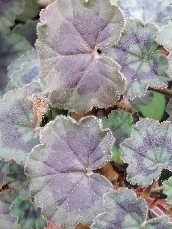 Pelargonium Wallis Friesdorf, foto 2