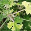 Pelargonium Peach Cream, pianta da esterno