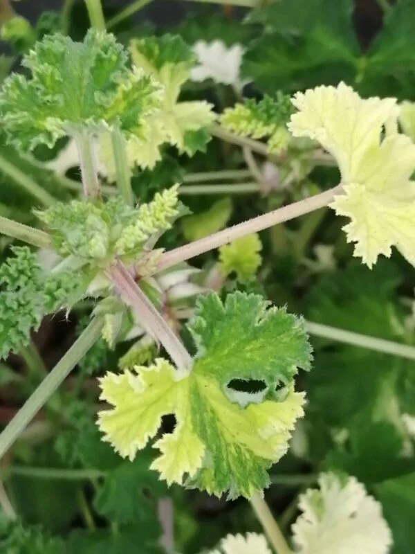 Pelargonium Peach Cream, pianta da esterno