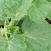 Pelargonium betulinum, pianta da esterno