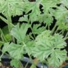 Pelargonium trifidum, pianta da esterno