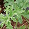 Pelargonium dasyphyllum, pianta da esterno