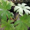 Begonia sp. China, pianta da esterno