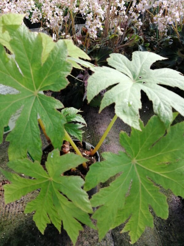 Begonia sp. China, pianta da esterno