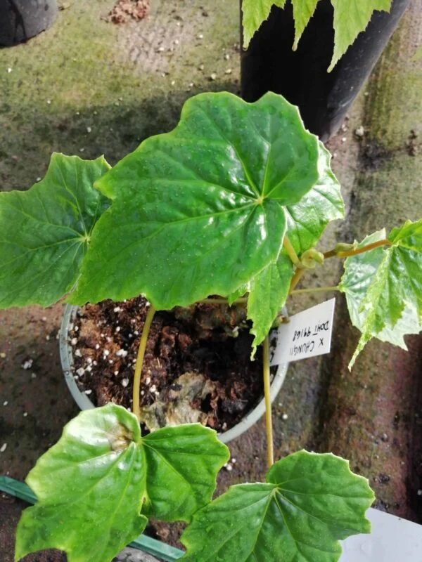 Begonia x chungii, foto 3
