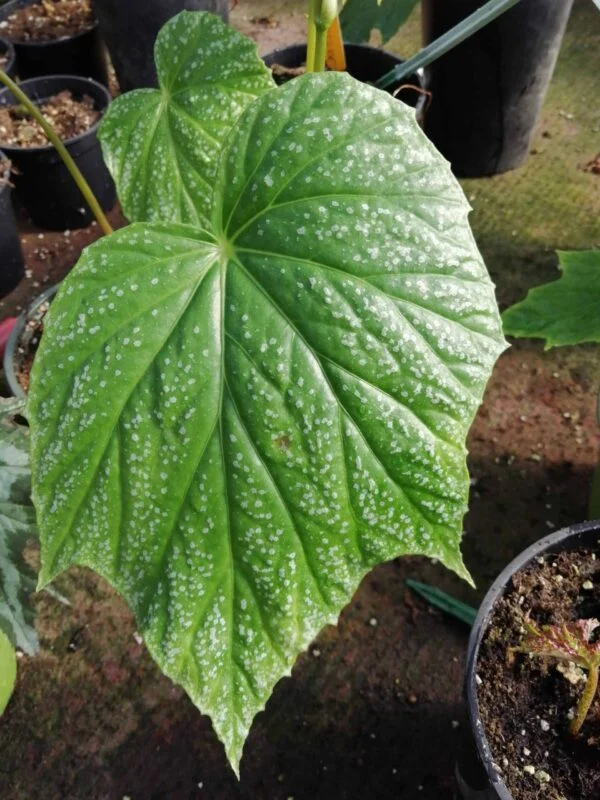 Begonia palmata Snow Splash, pianta da interno e da esterno