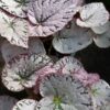 Begonia Silver Lace, pianta da interno