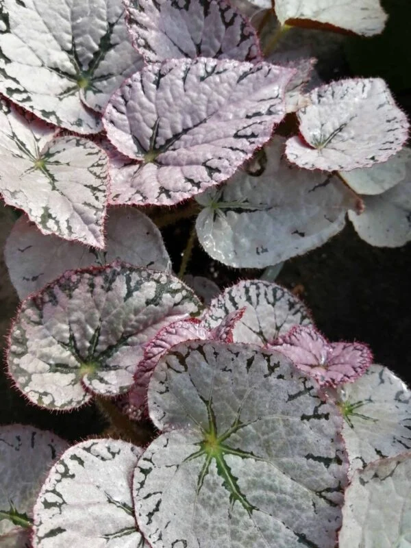 Begonia Silver Lace, pianta da interno