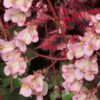 Begonia Prince, pianta da interno