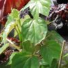 Begonia Ferdinand La Porte, pianta da interno