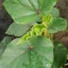 Begonia cyathophora, pianta da interno
