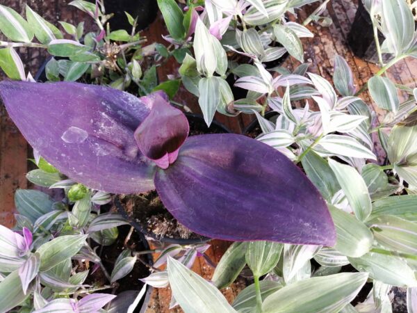 Tradescantia pallida Kartuz Giant, sin. Biltmore Estate, foto 3